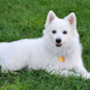 Meet your Posher, Douglas